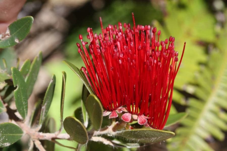 Purpureostemon ciliatus flower