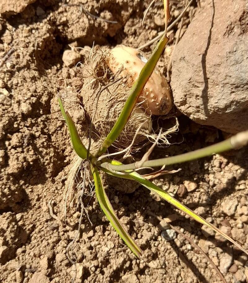 Conanthera bifolia — houseplant care guide