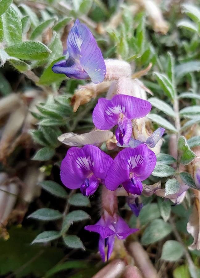 Astragalus missouriensis flower