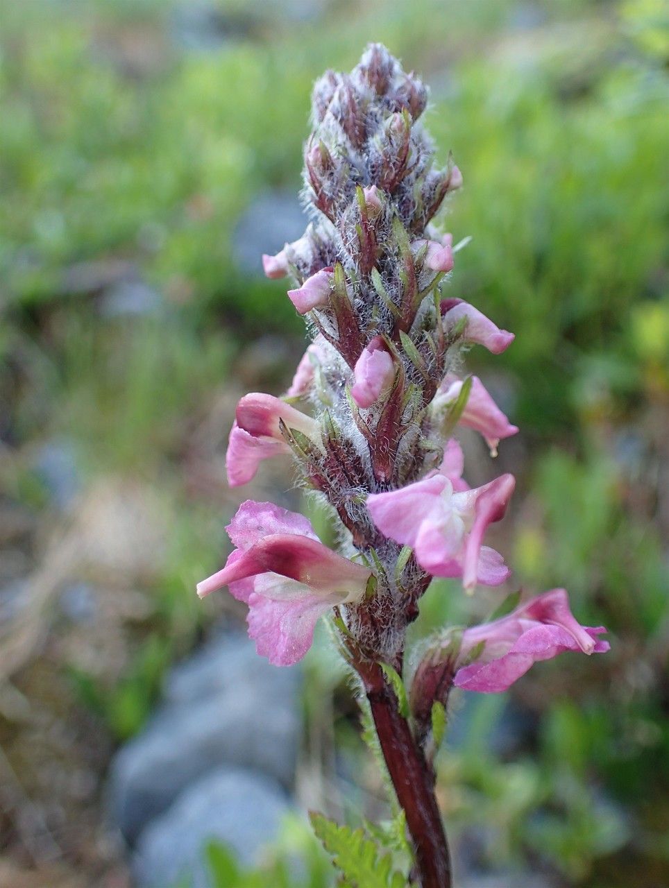 Pedicularis rostratospicata habit