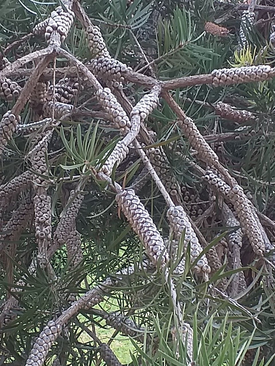 Callistemon pinifolius fruit