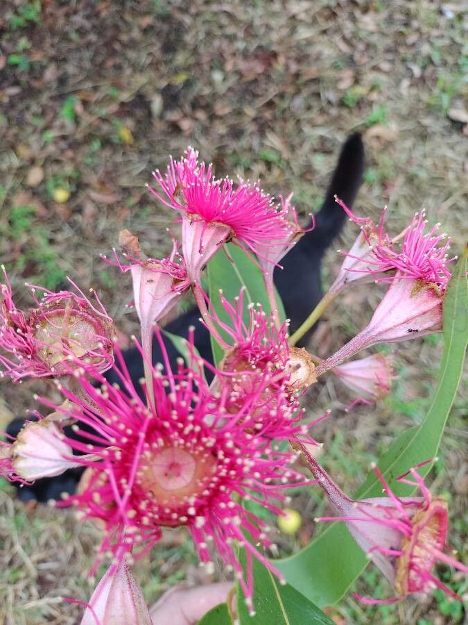 Corymbia ptychocarpa flower