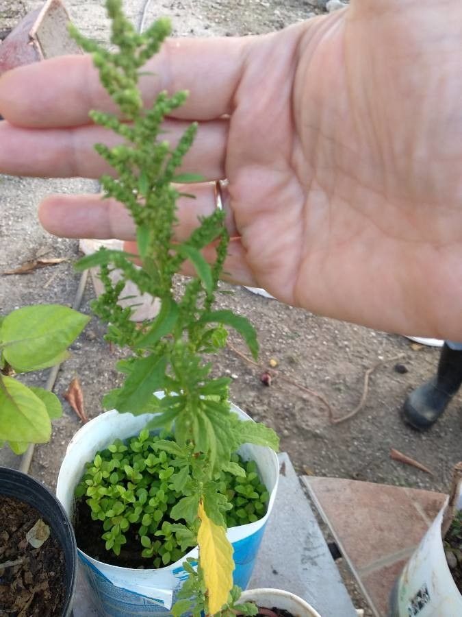 Chenopodium ambrosioides fruit