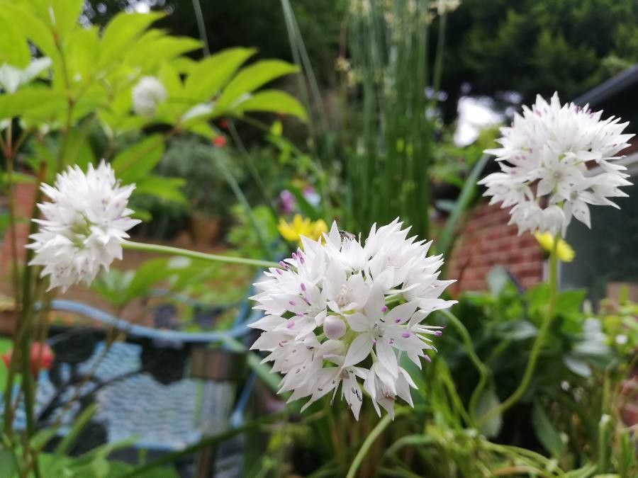 Allium amplectens flower