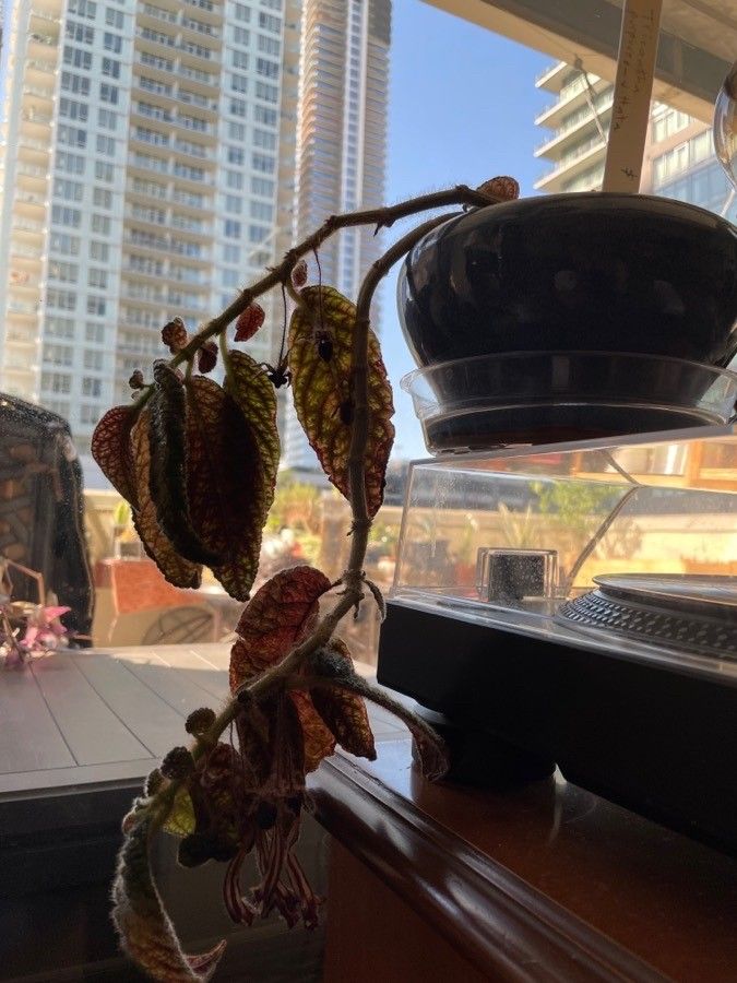 Columnea purpureovittata leaf