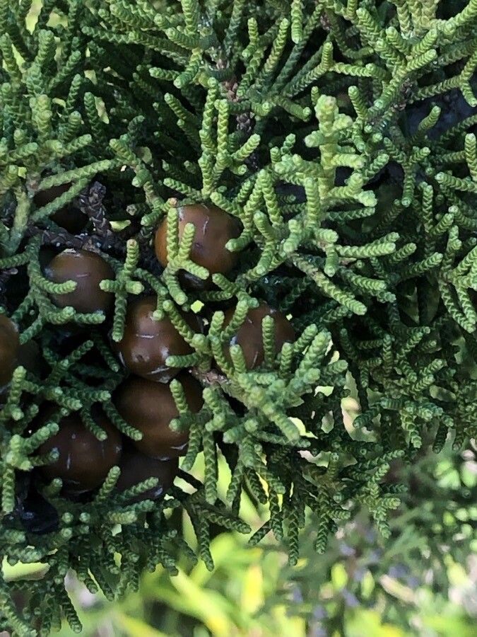 Juniperus phoenicea fruit