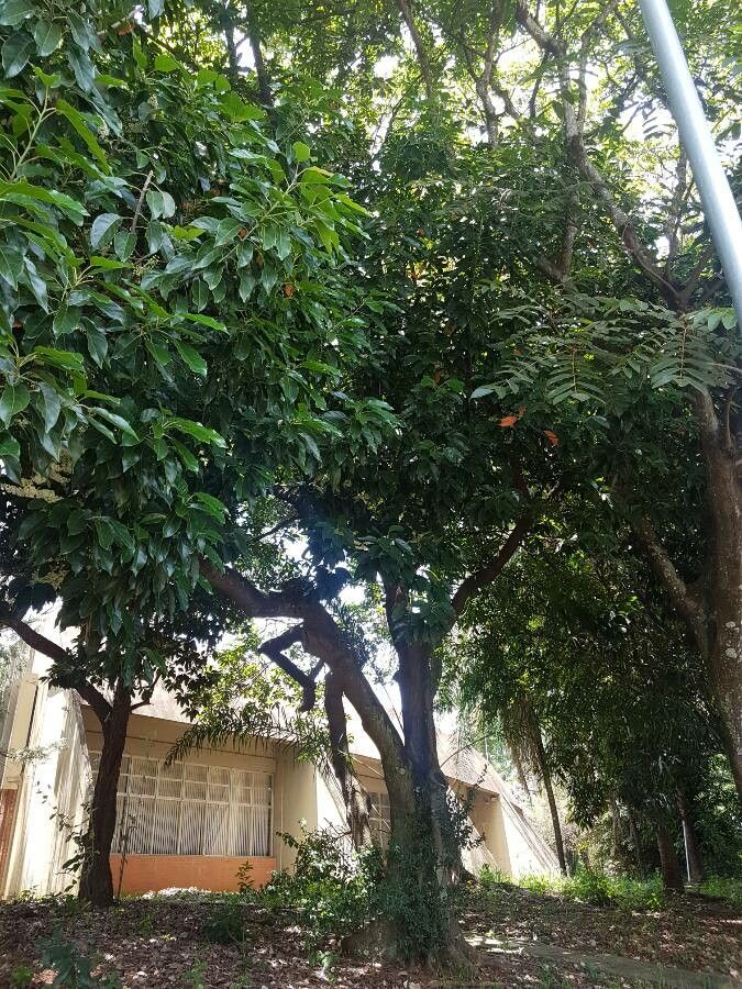 Elaeocarpus serratus habit