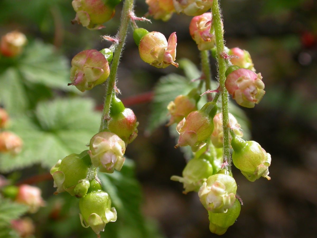 Ribes griffithii flower