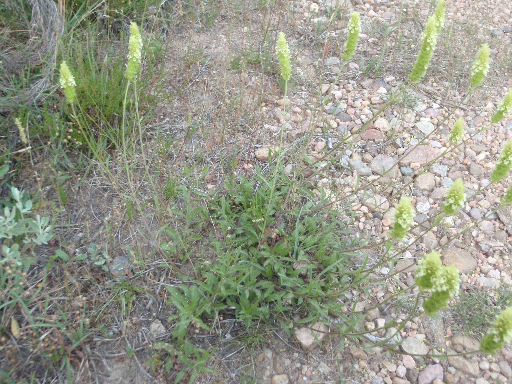Sideritis lurida habit