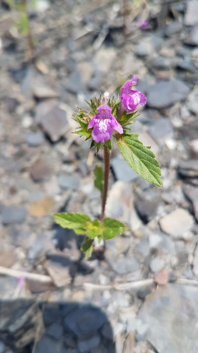 Galeopsis pyrenaica flower