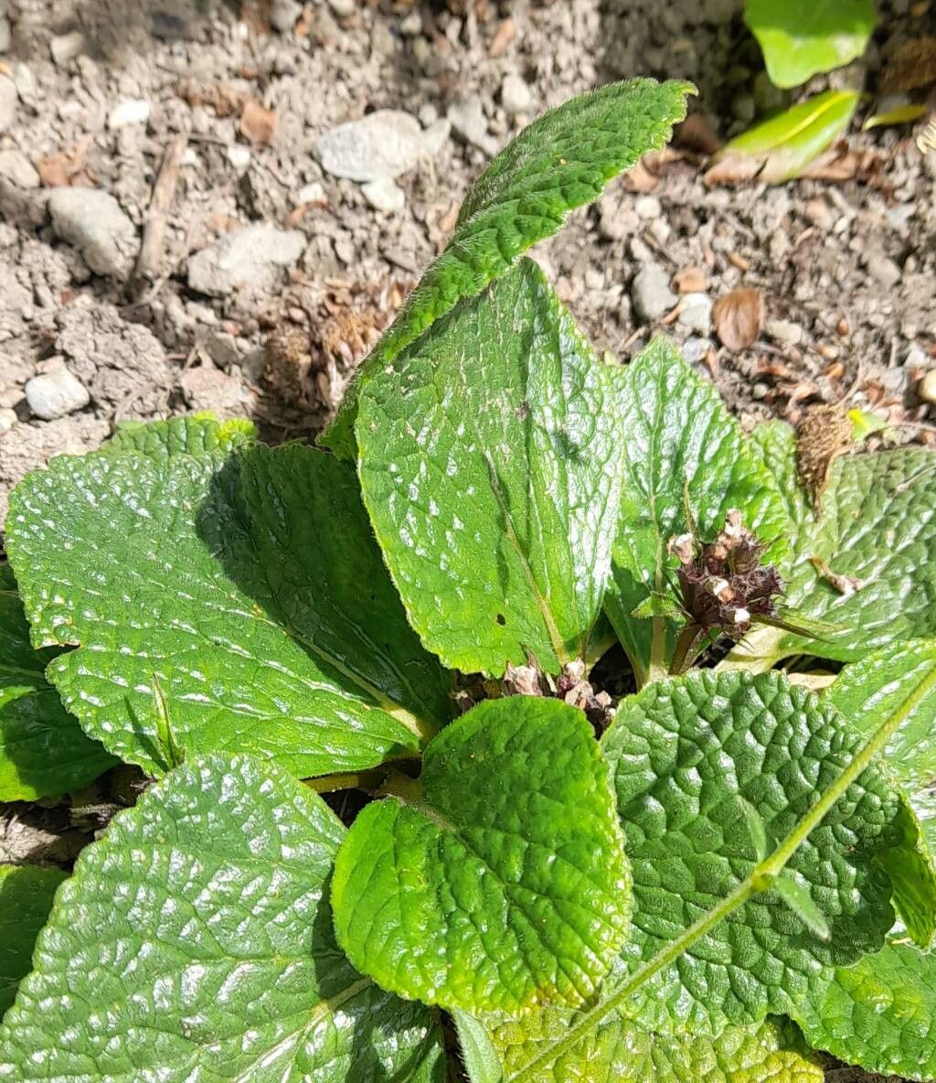 Phlomoides rotata — search result for 'Phlomoides'