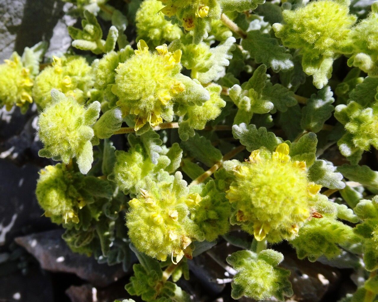 Teucrium aureum flower
