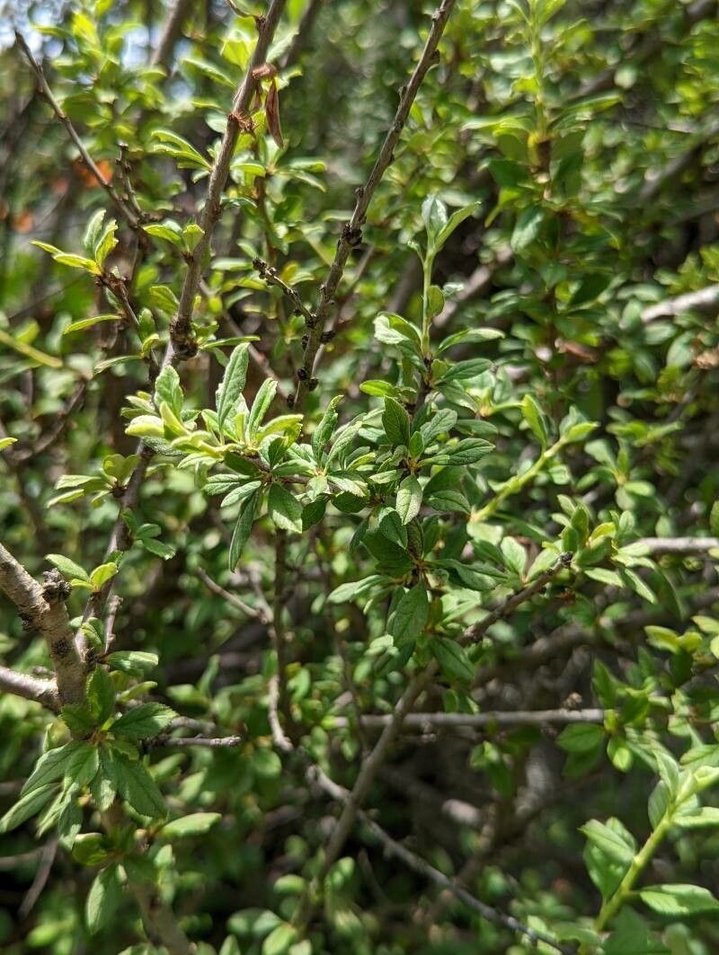 Prunus prostrata leaf