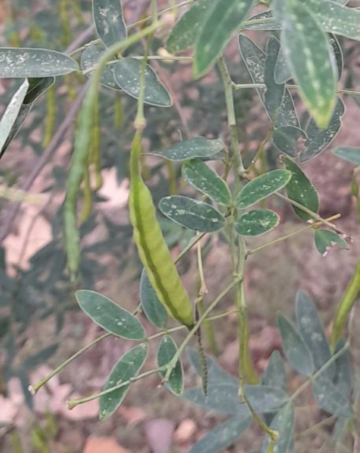 Senna pendula fruit