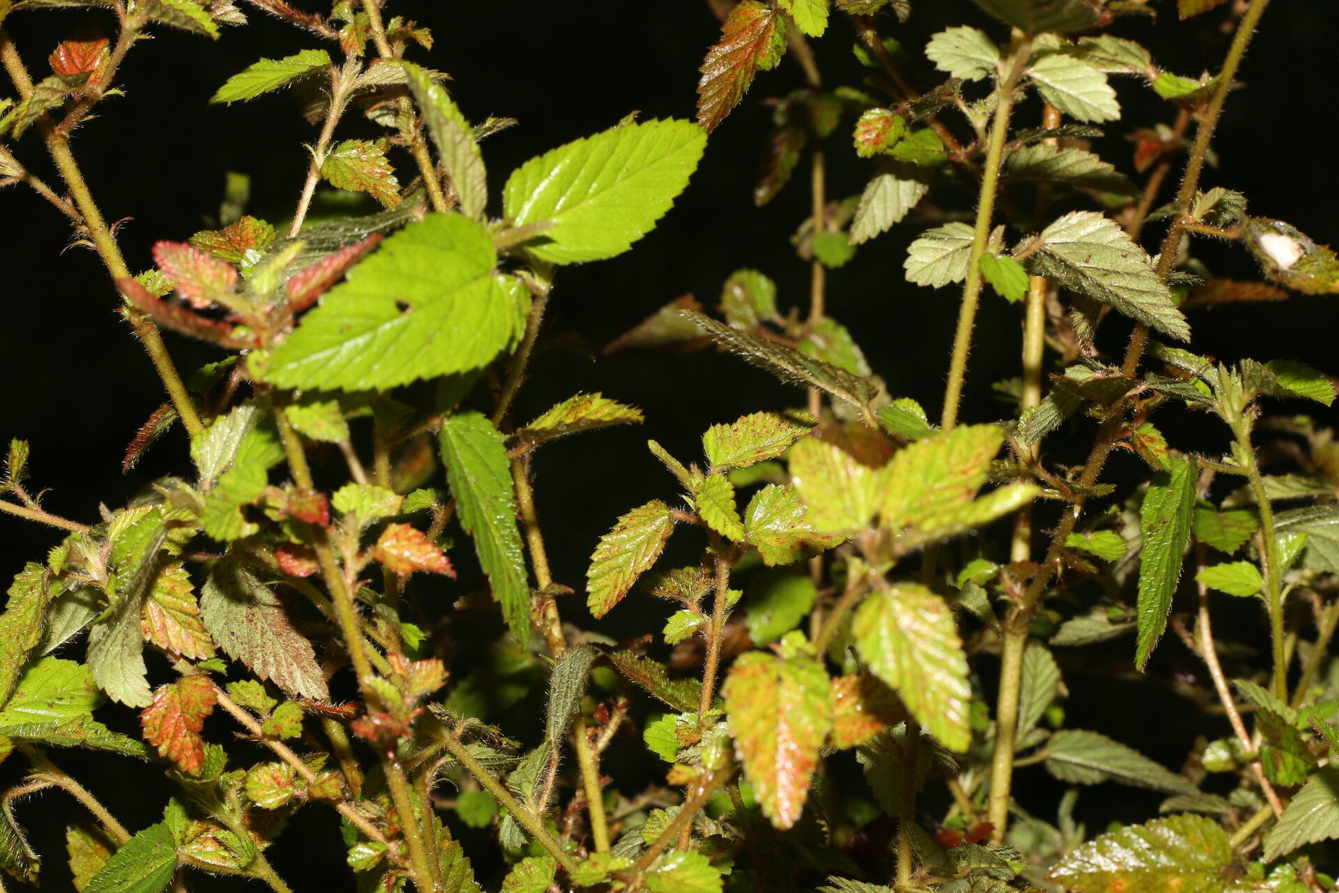 Melochia melissifolia habit
