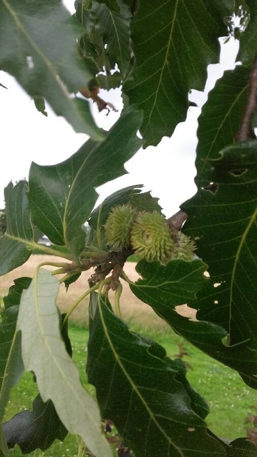 Quercus castaneifolia fruit