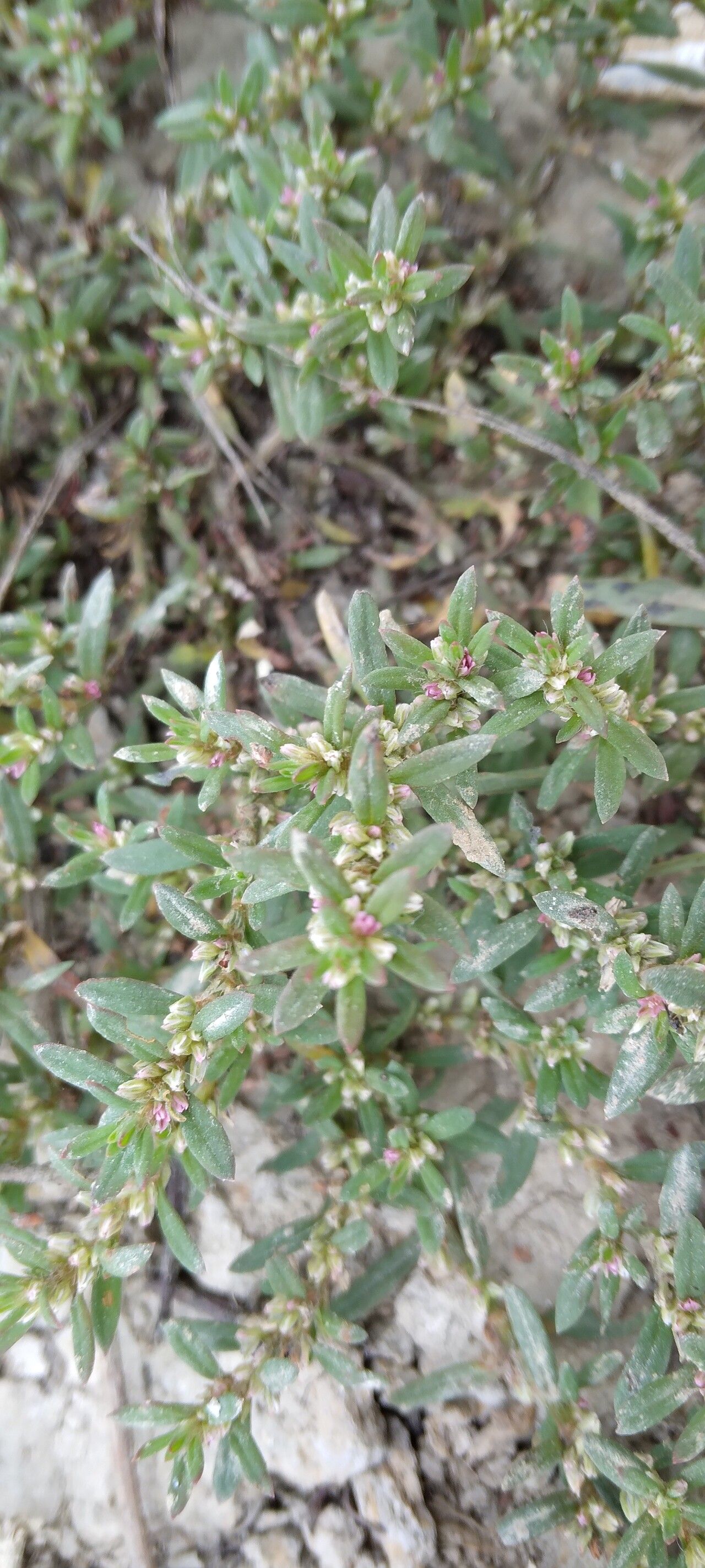Polygonum plebeium leaf
