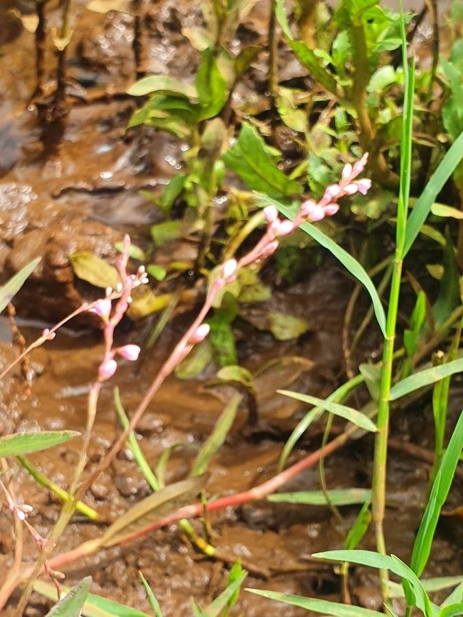 Persicaria strigosa flower