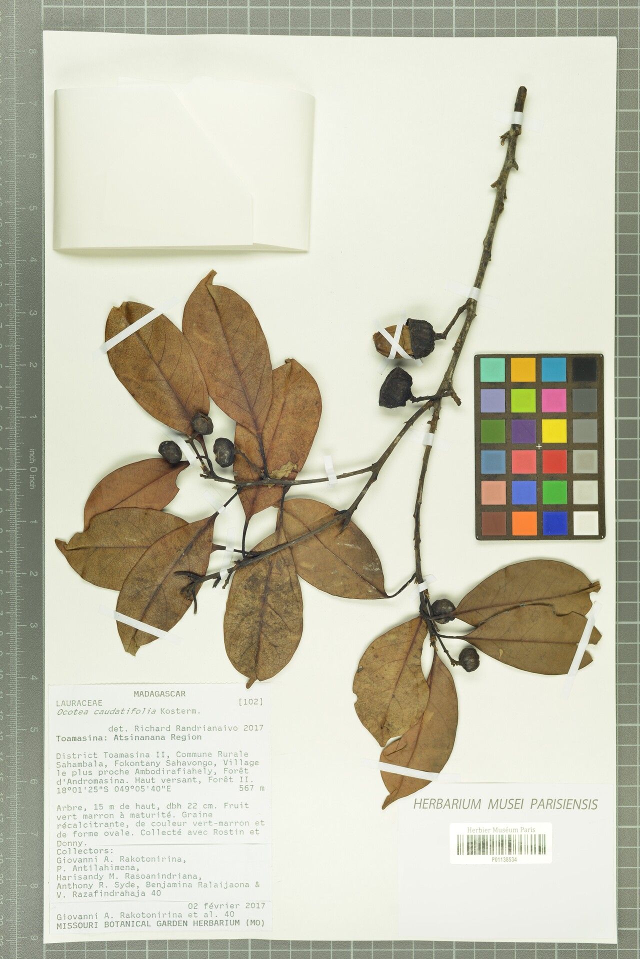 Ocotea caudatifolia — houseplant care guide