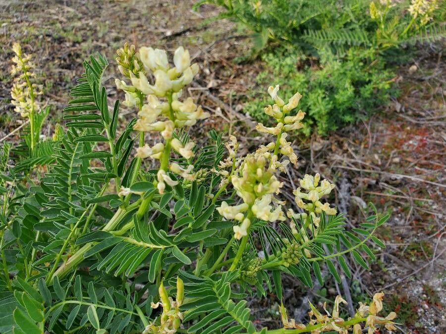 Astragalus pomonensis flower