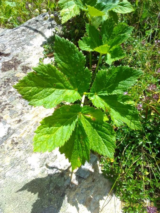 Imperatoria ostruthium — search result for 'Central and southern Europe'