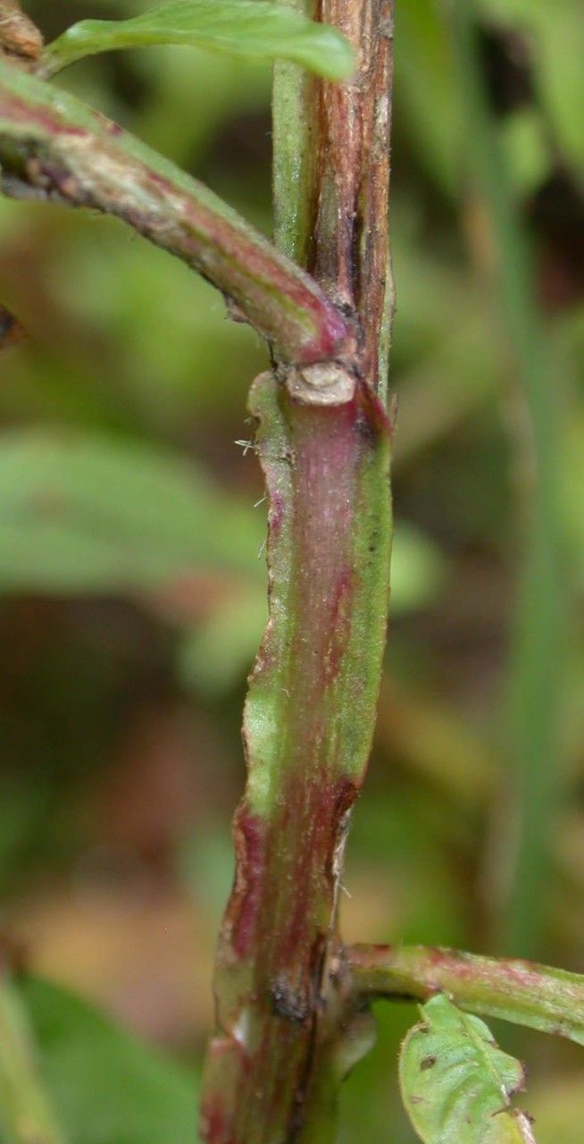 Ludwigia affinis bark