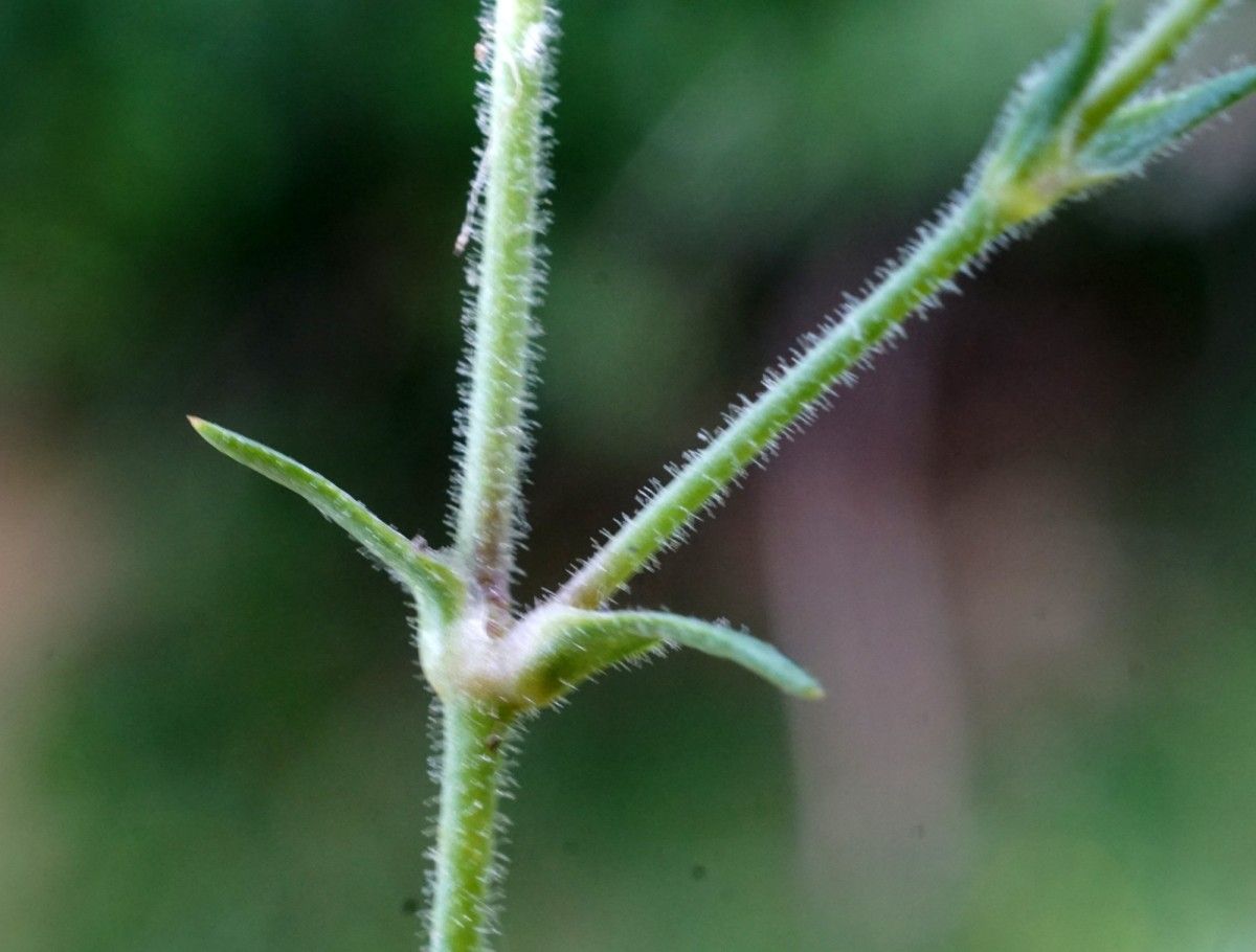 Minuartia rubra — houseplant care guide