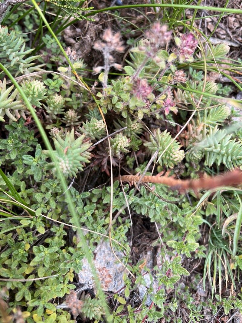 Petrosedum montanum — related species from the same genus