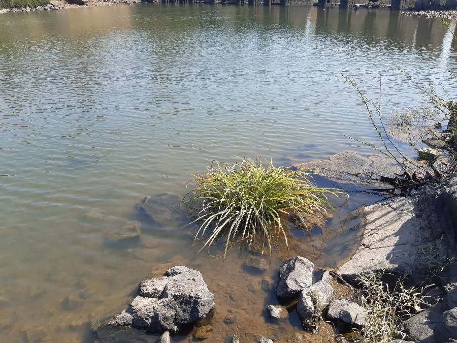 Crinum viviparum leaf