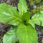 Lysichiton americanus