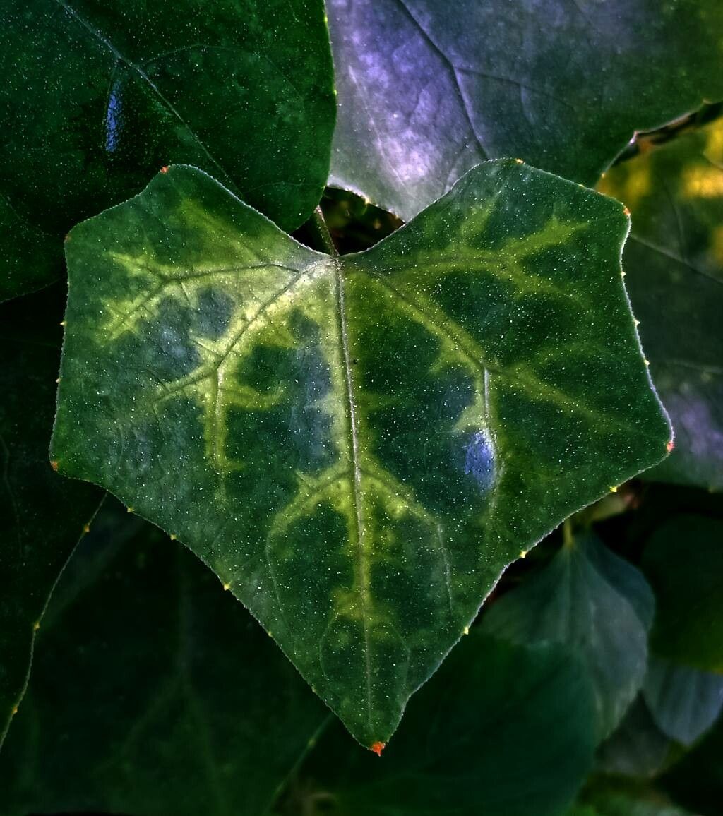 Senecio macroglossus — search result for 'Senecio'