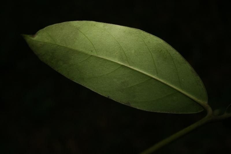 Posoqueria latifolia leaf