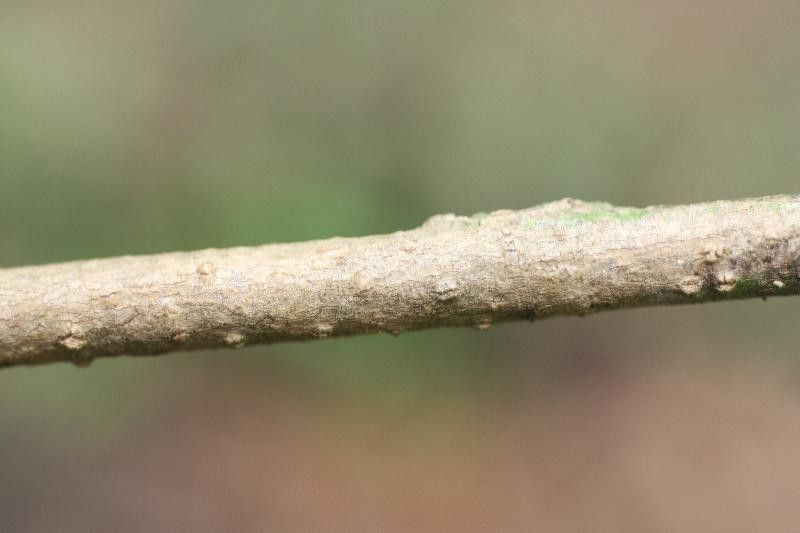 Brosimum rubescens other