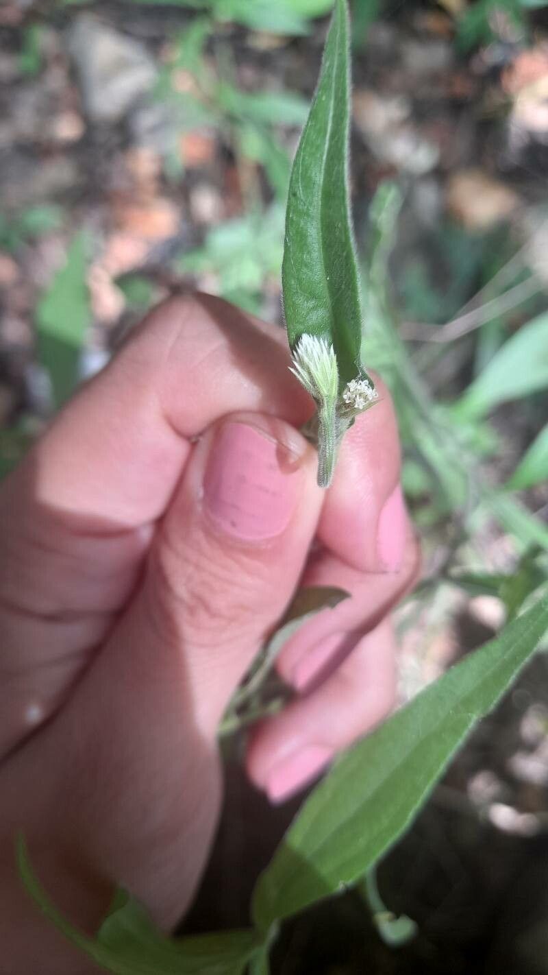 Isocarpha oppositifolia flower
