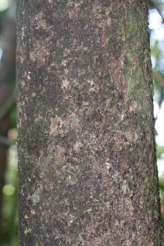 Rhodostemonodaphne revolutifolia — houseplant care guide