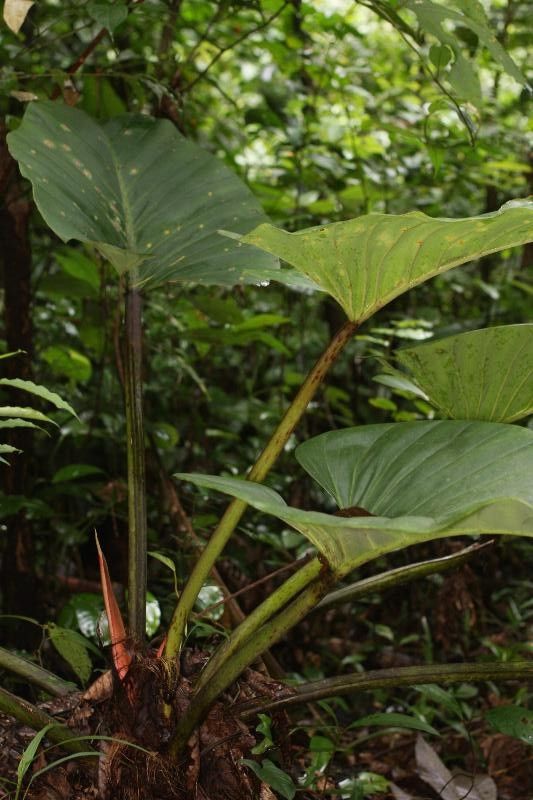 Philodendron melinonii habit