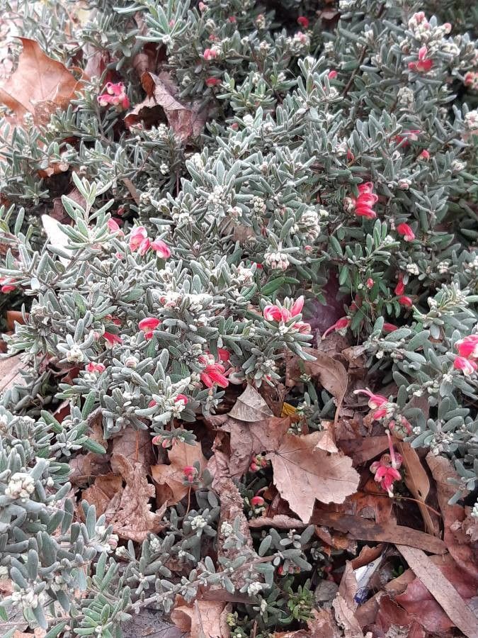Grevillea lavandulacea flower