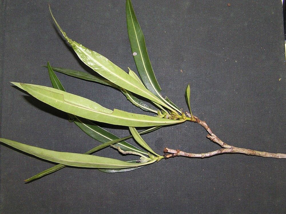 Psychotria ferdinandi-muelleri habit