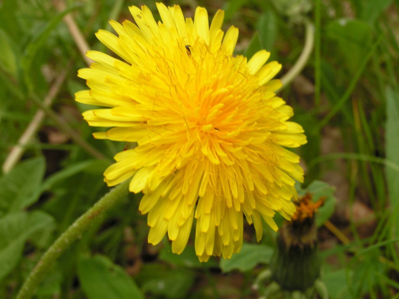 Taraxacum taraxacoides flower