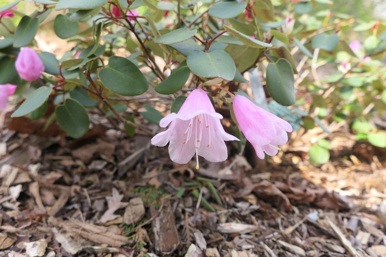 Rhododendron williamsianum flower