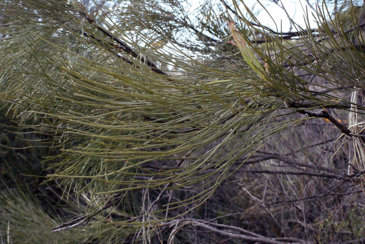 Grevillea excelsior — search result for 'Grevillea'