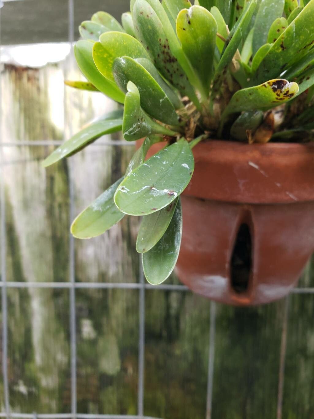 Specklinia tribuloides — search result for 'Specklinia'