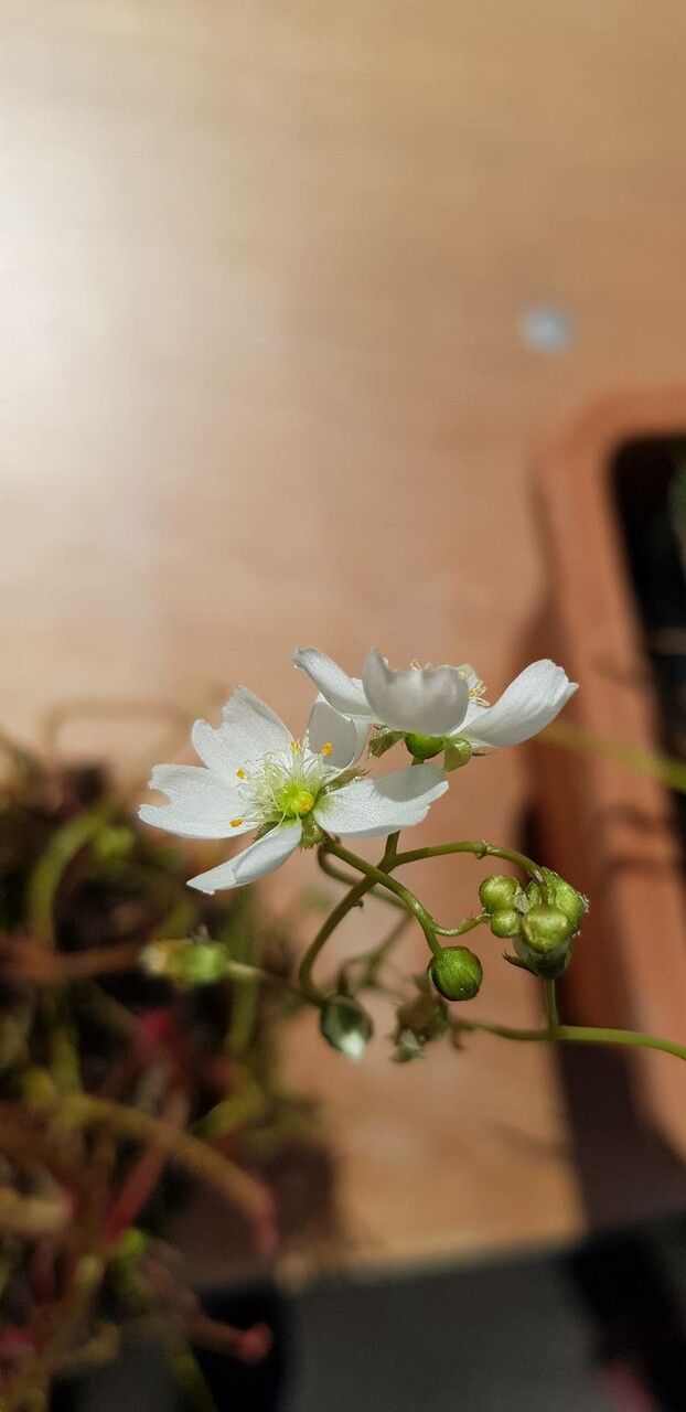 Drosera binata flower