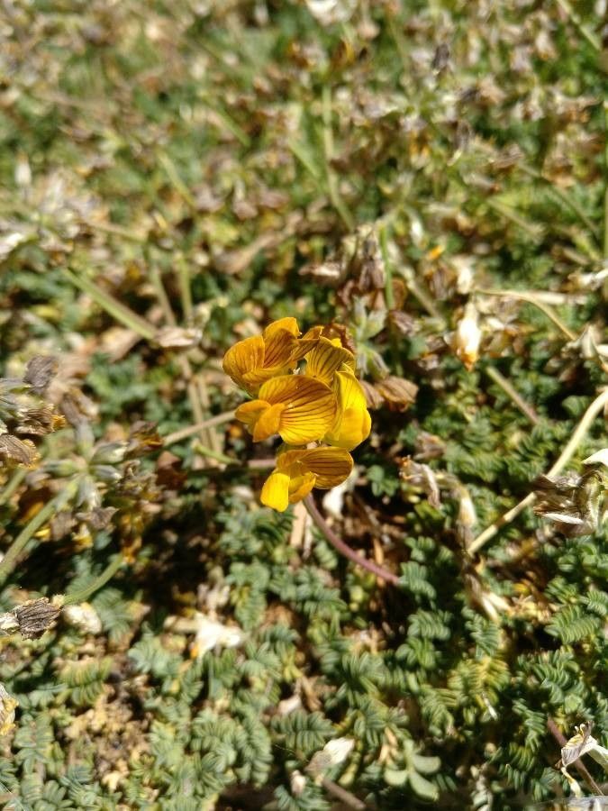 Hippocrepis prostrata flower