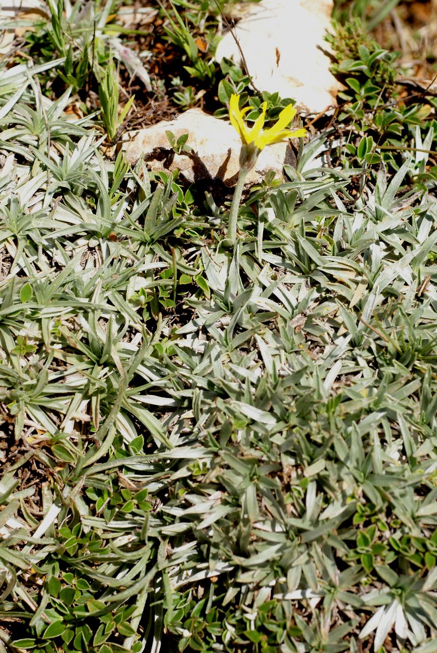 Scorzonera caespitosa habit