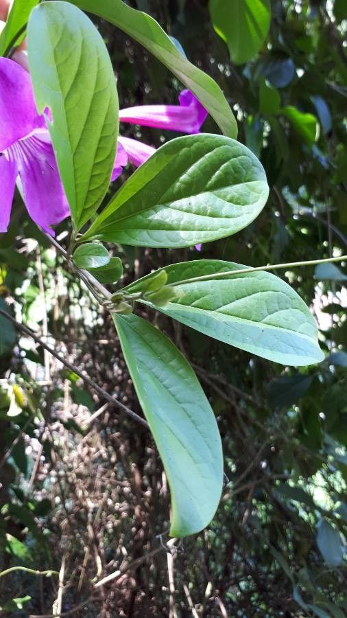 Bignonia magnifica — search result for 'Venezuela'