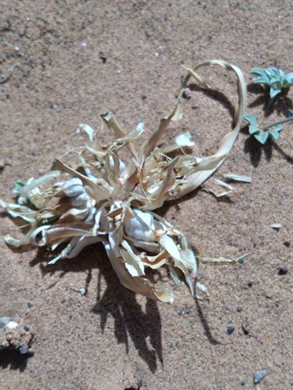 Colchicum gramineum fruit