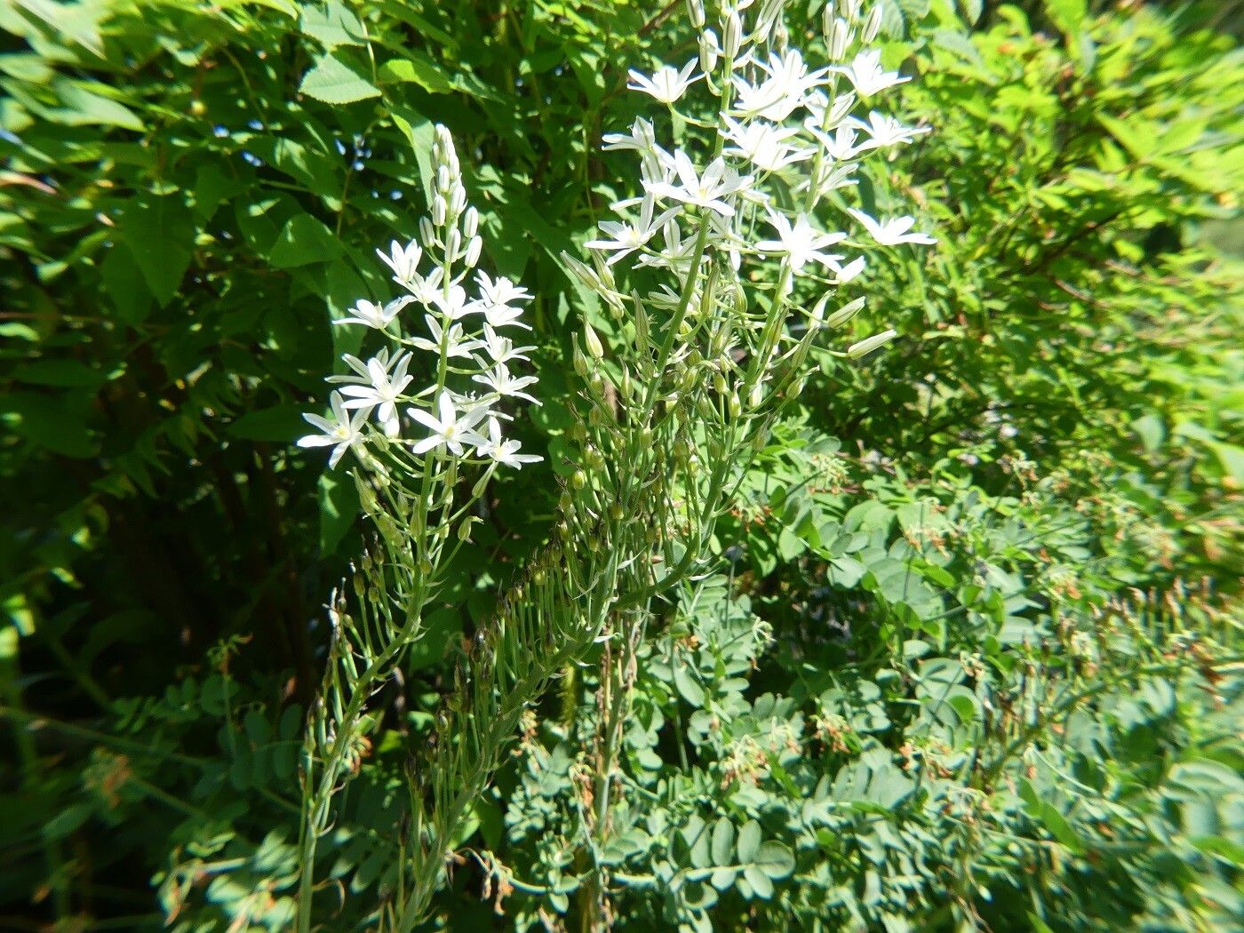 Ornithogalum pyramidale habit