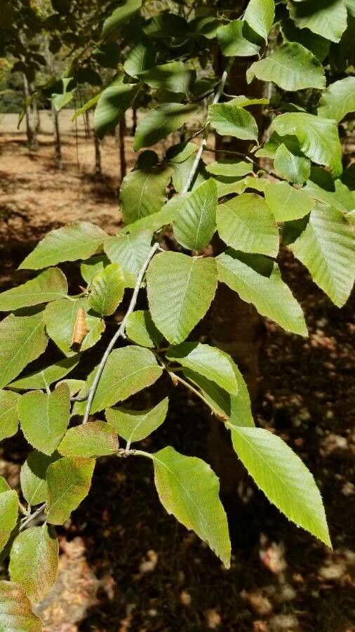 Nothofagus alessandrii — related species from the same genus