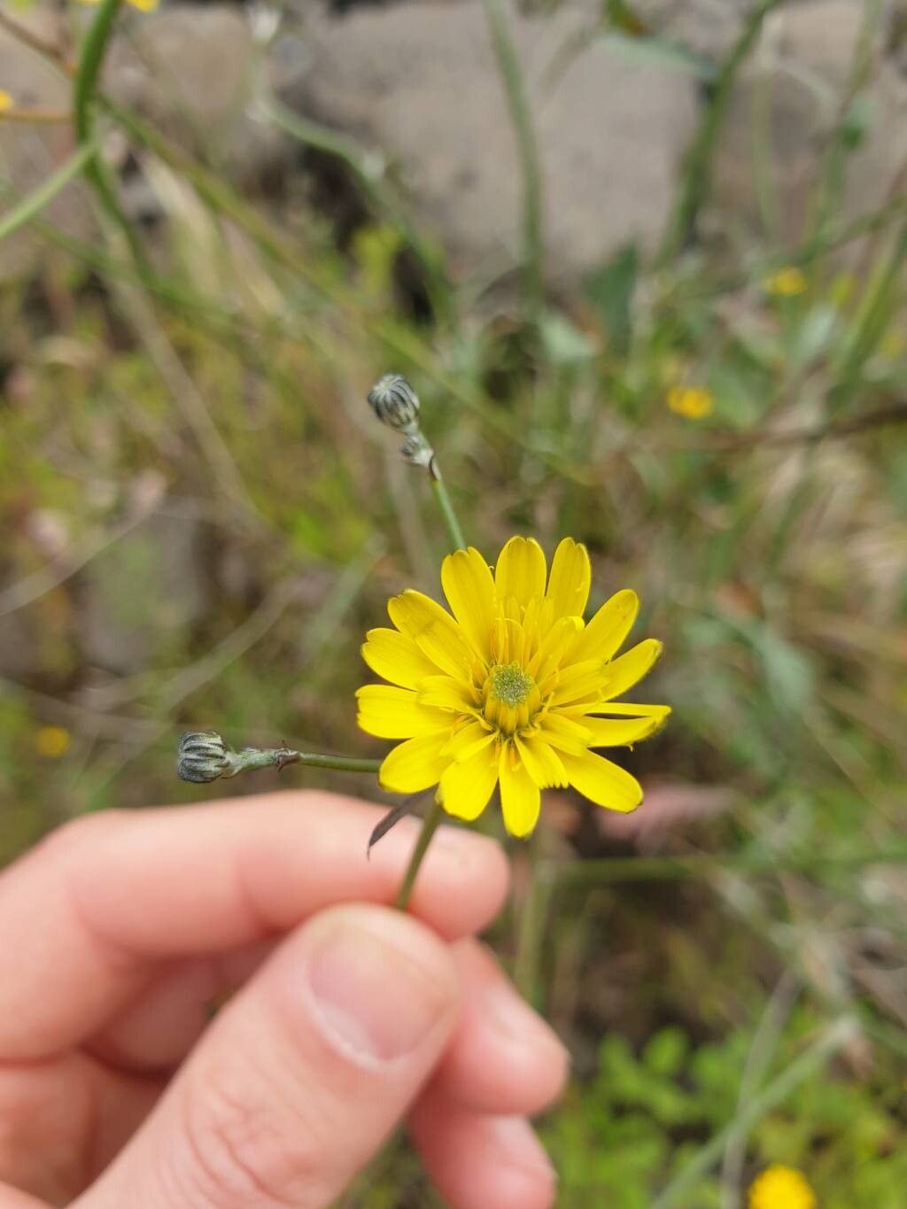 Tolpis calderae flower